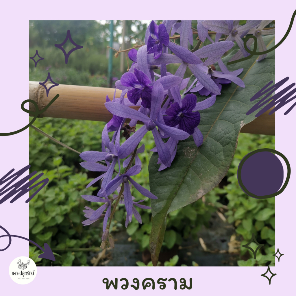 ต้นดอกพวงคราม/ ช่อม่วง ( Purple wreath / Queen wreath / Sandpaper vine)  F49