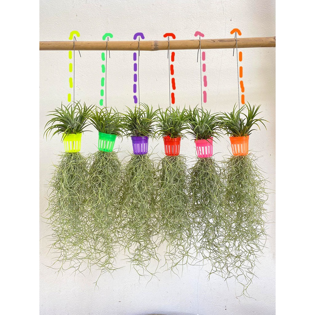 เคราฤาษี โมบายพร้อมแขวนกระถางสีใส่สัปปะรด มอสสเปน ไม้ฟอกอากาศกรองฝุ่น pm 2.5 ม่านบังแดด เคราฤาษี