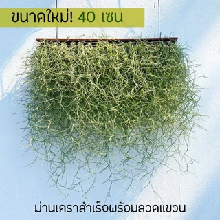 ม่านเคราฤาษีสำเร็จพร้อมแขวน หนวดฤาษี มอสสเปน (Spanish Moss) กว้าง40เซน ไม้แขวนบังแดด ไม้ฟอกอากาศ