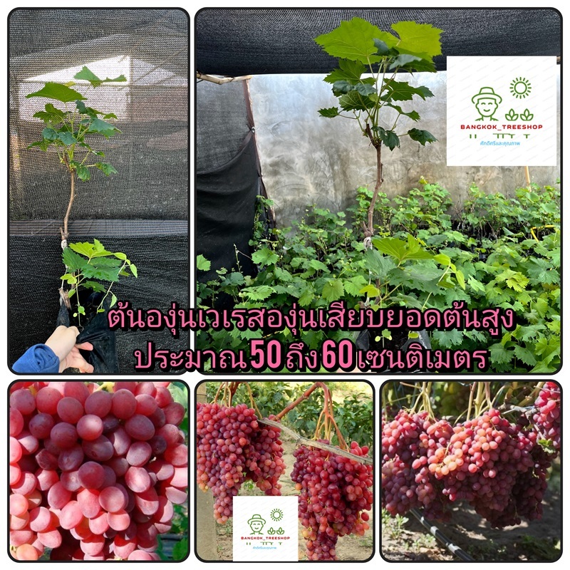 ต้นองุ่นเวเรสองุ่นเสียบยอดต้นสูงประมาณ 50 ถึง 60 เซนติเมตร_nhoveles