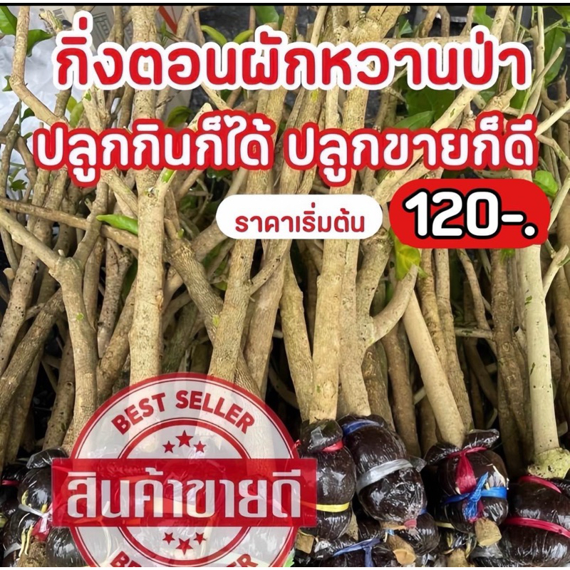กิ่งตอนผักหวานป่า Wild Pakhwan ยอดเหลืองใบกลม(ของแท้) ตัดสดใหม่จากสวน บ้านหมอสระบุรี