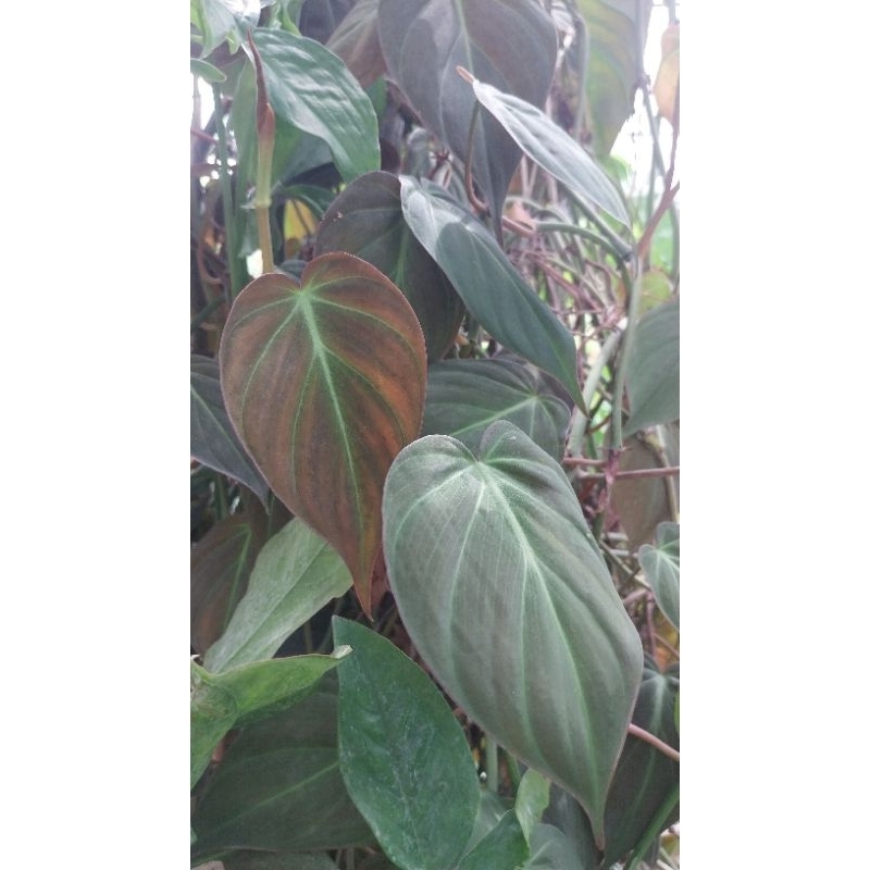 Philodendron Melanochrysum ฟิโลเดนดรอน เมลาโนไคลซัม ไม้ทรงเลื้อย