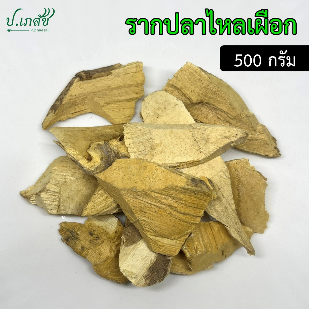 รากปลาไหลเผือก [500 กรัม] ปลาไหลเผือก พญารากเดียว