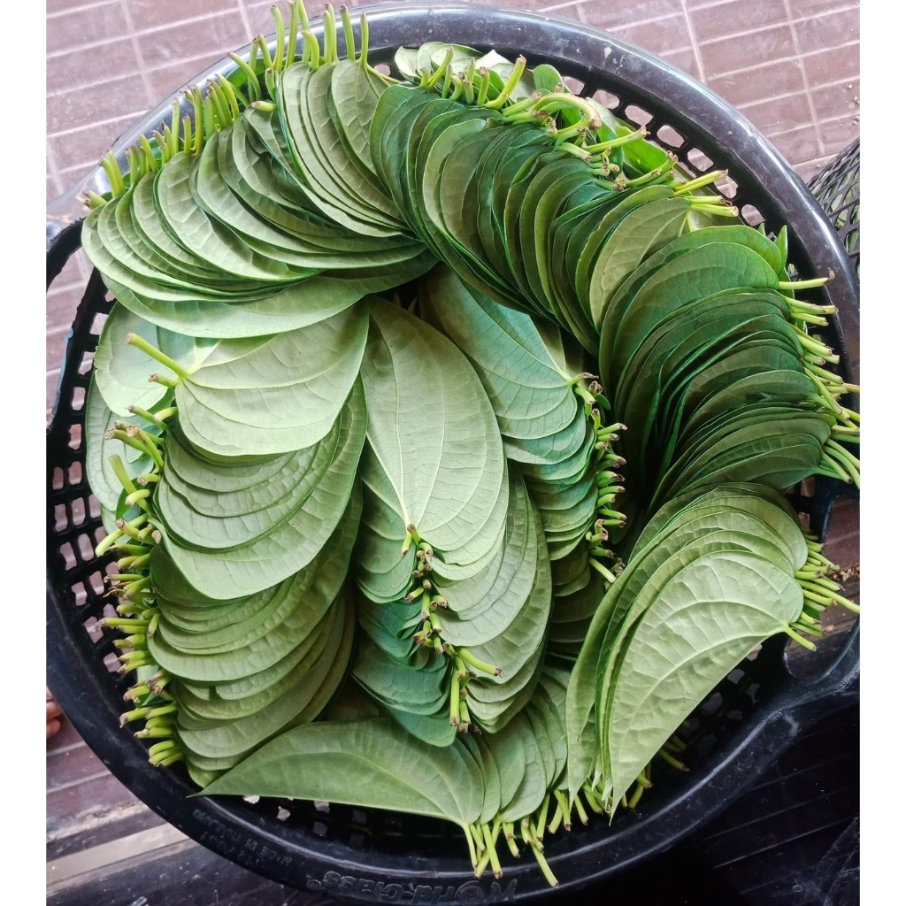 ใบพลูเขียวใต้ (1 กิโลกรัม) พลูกินหมาก พลูพิธีกรรม คัดใบสวย ใบพลูเรียง ကွမ်းသီး ไซส์รวม เก็บสดจากสวนทุกวัน - รูปที่ 4