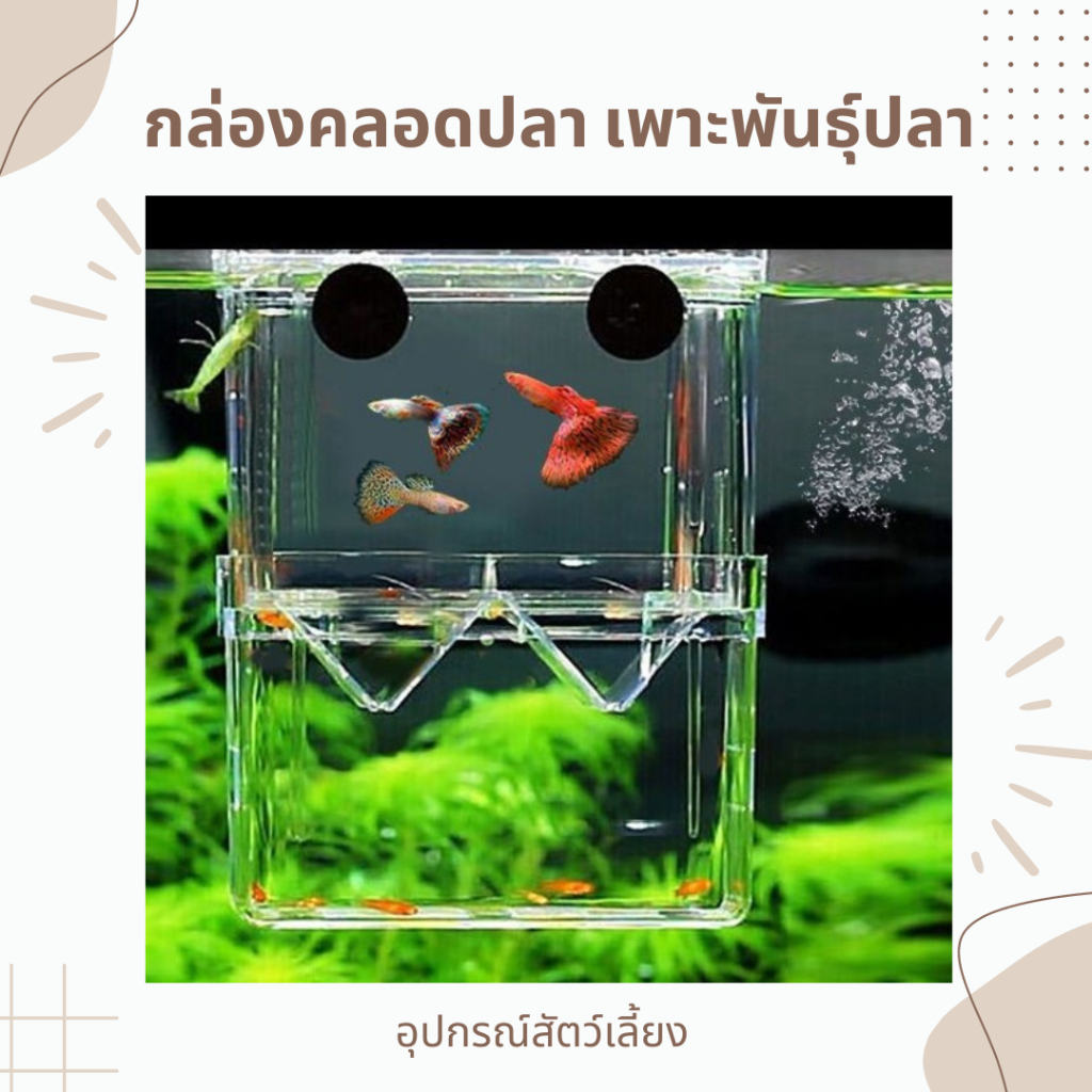 กล่องคลอดปลา เพาะพันธุ์ปลา แยกลูกปลา เเบบใส