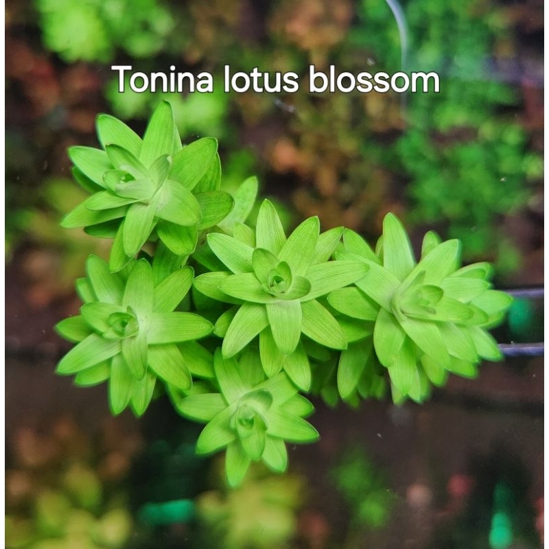 Tonina lotus blossom