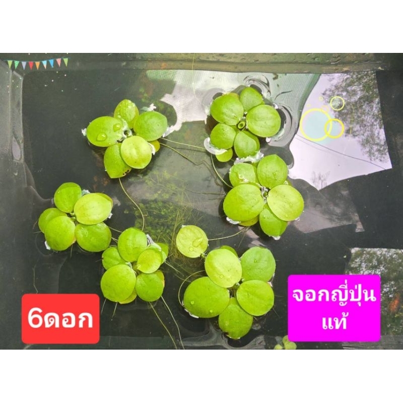 จอกเขียวญี่ปุ่นแท้ 6ดอก ต้นไม้น้ำ