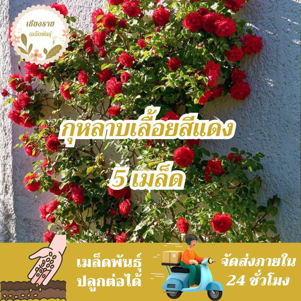 เมล็ดพันธุ์ กุหลาบเลื้อย กุหลาบสีแดง 5 เมล็ด Red Rose Seed เมล็ดพันธุ์แท้ นำเข้าจากต่างประเทศ