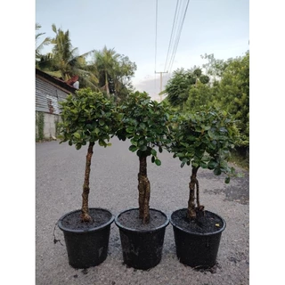ต้นช้อนเงินช้อนทองทรงน่ารักๆสูง40-60 cm ตอเล็กทรงบอนไทร ตอไทรเกาหลีสวยๆ คุ้มค่าราคาน่ารัก