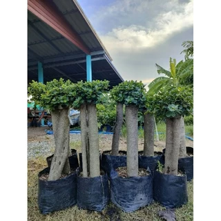 ต้นช้อนเงินช้อนทองตอใหญ่อวบอ้วน สูง60-70cm ต้นแข็งแรงพร้อมปลูก ราคาถูกจากสวย
