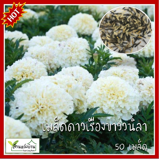 50 เมล็ด ดาวเรืองสีขาววนิลา White African Marigold ดาวเรือง เมล็ดดาวเรืองสีขาว