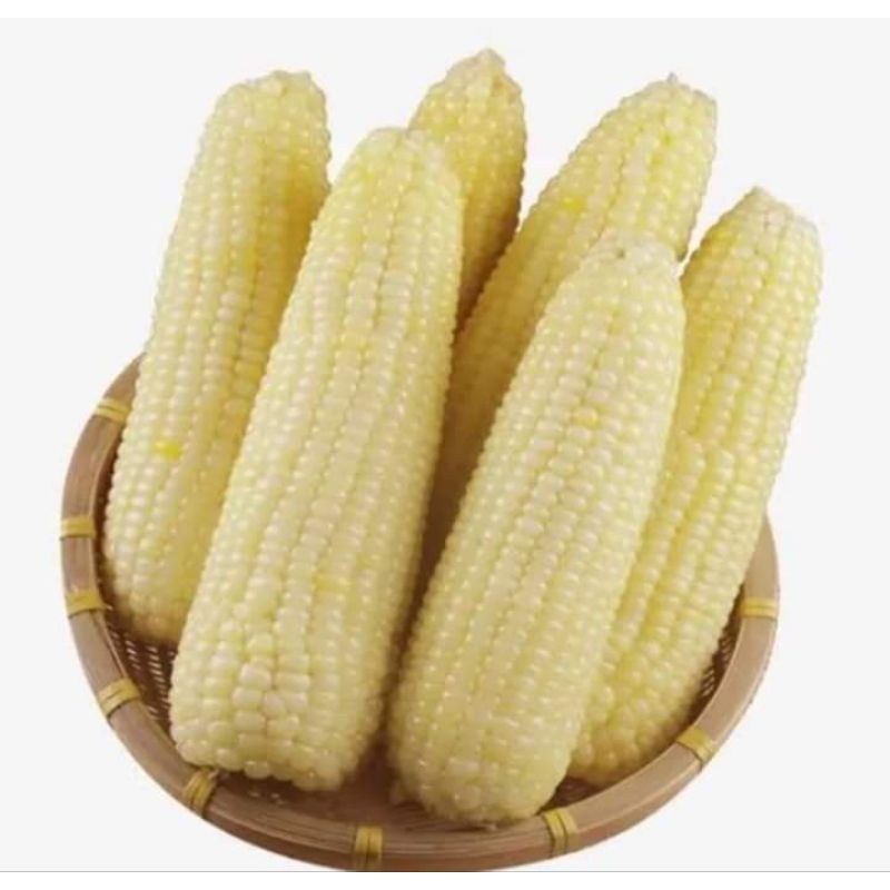 เมล็ดพันธุ์ข้าวโพดข้าวเหนียว300 เมล็ด 39 บาทซื้อ 2 แถม 1 ซอง