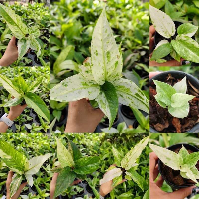 โชคเก้าชั้นด่าง🌿 โชค9ชั้น ด่างสวยๆ🪴ส่งต้นตามตัวเลือกค่ะ