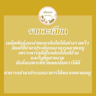 เมล็ดพันธุ์ พาร์สเลย์ มอสเคิร์ล 30 เมล็ด Moss Curled Parsley Seed เมล็ดพันธุ์แท้ นำเข้าจากต่างประเทศ ปลูกผัก สวนครัว