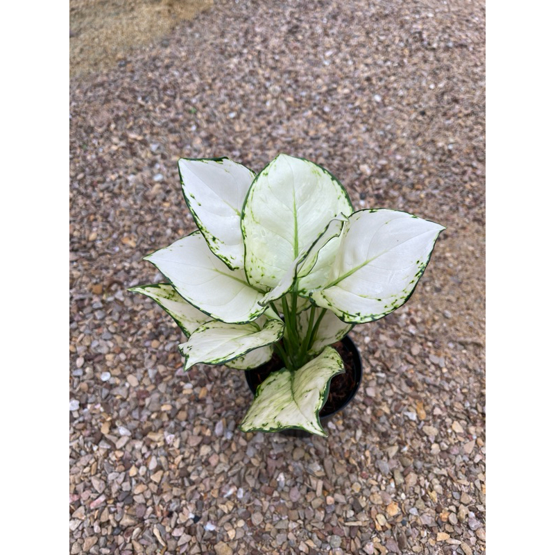 อโกลนีมาซุปเปอร์ไวท์ (Aglaonema Super White) มีราคาส่ง