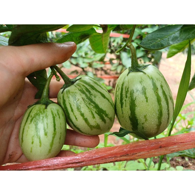 ต้นกล้าเปปิโนเมล่อนพันธ์สีเขียว/ชุด 5ต้น พร้อมจัดส่ง