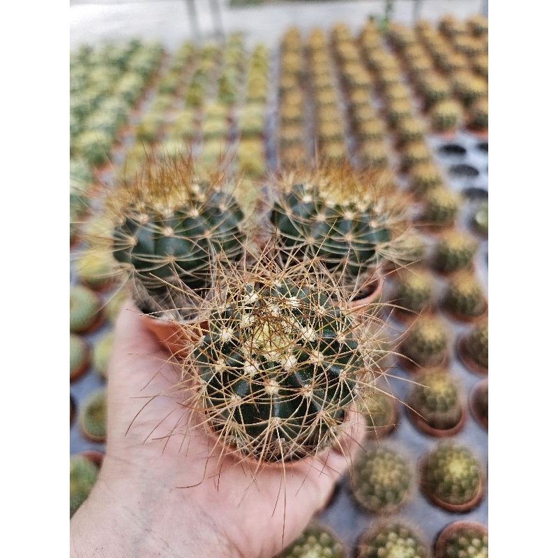 เมโลหนามยาวMelo longspin – โปรปัง