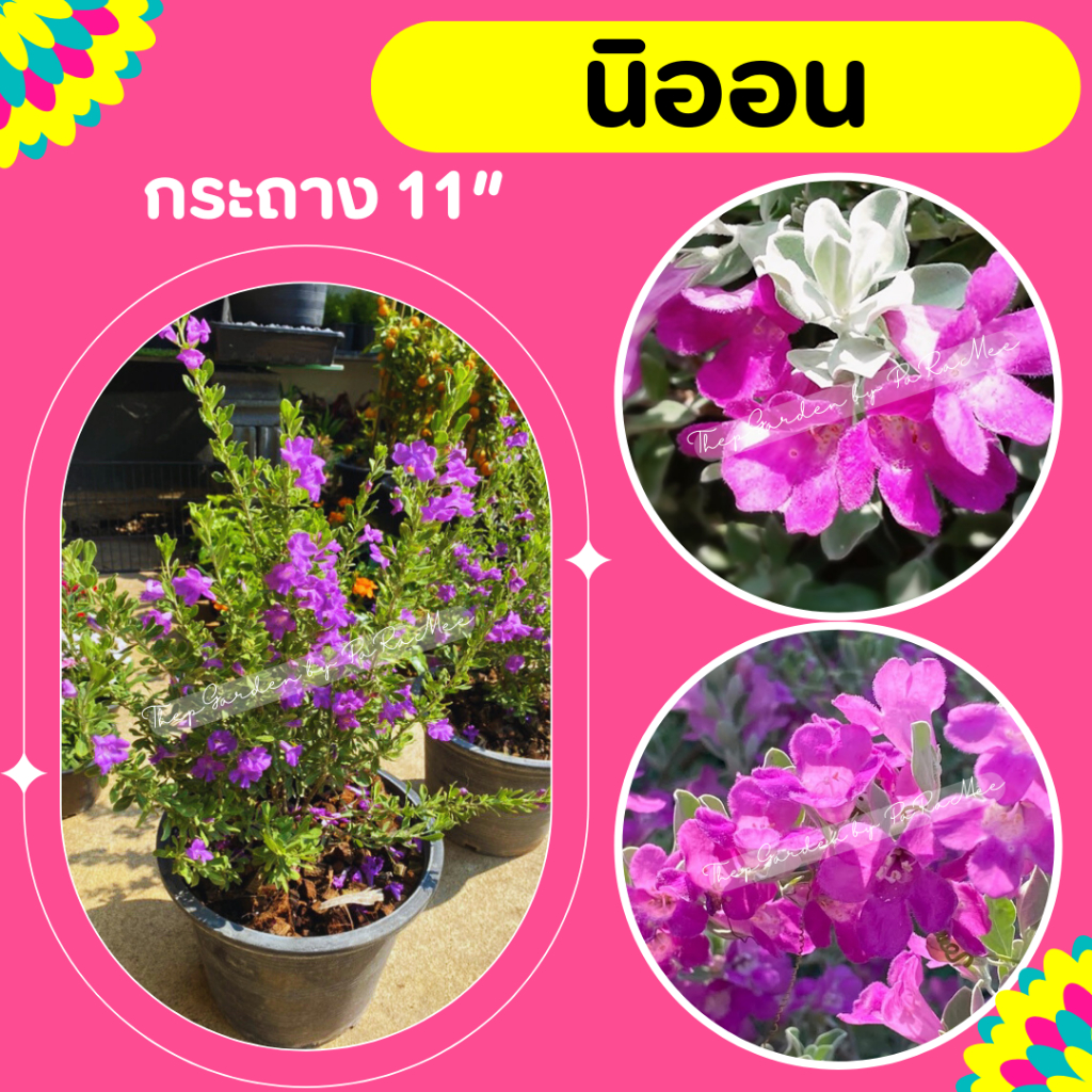 ต้นนีออน #นิออน กระถาง 11 นิ้ว