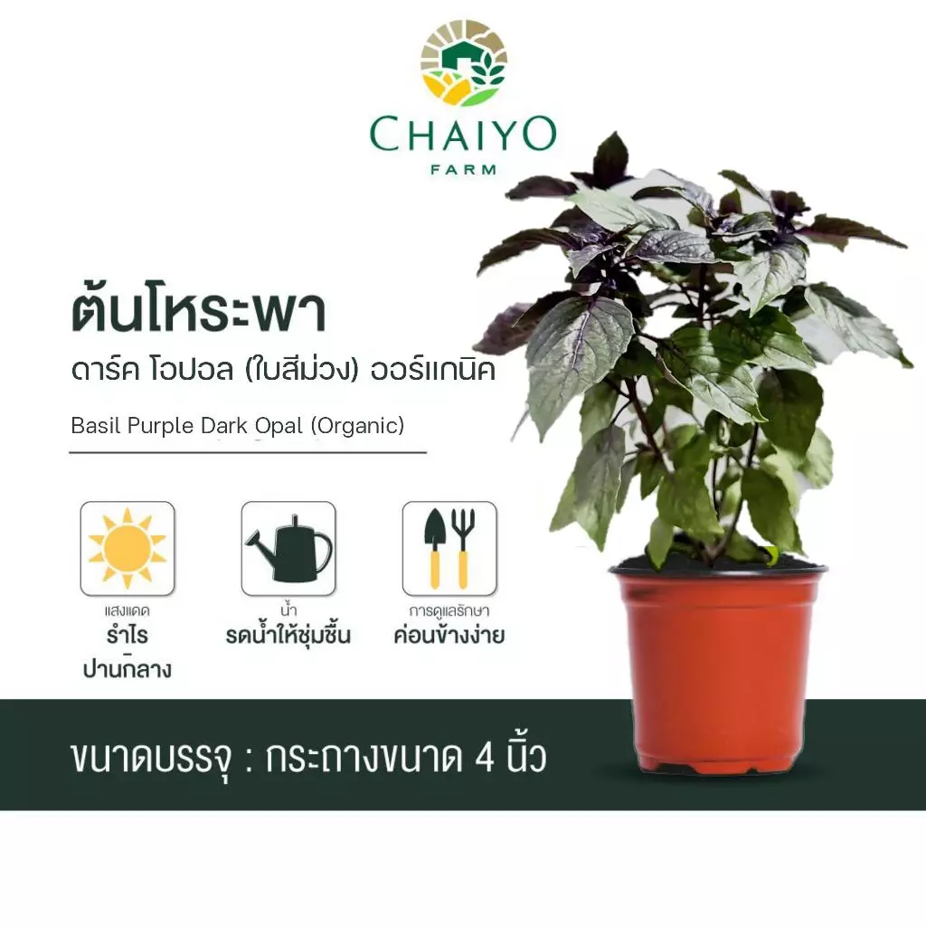 ต้น เบซิล ดาร์ค โอปอล โหระพาใบม่วง ออร์แกนิค Basil Purple Dark Opal (Organic) กระถาง 4 นิ้ว และ 6 นิ้ว