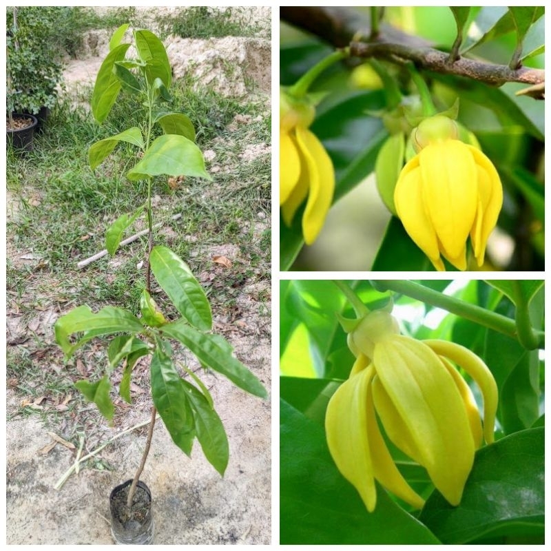 ต้นการเวก ดอกหอม ออกดอกทั้งปี ไม้มงคล สูง 50- 70 ซม.