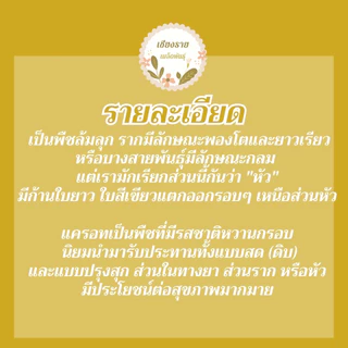 เมล็ดพันธุ์ แครอทจิ๋ว แครอทเบบี้ 300เมล็ด LittleFingers CarrotSeed เมล็ดพันธุ์แท้ นำเข้าจากต่างประเทศ ปลูกผักสวนครัว ดี