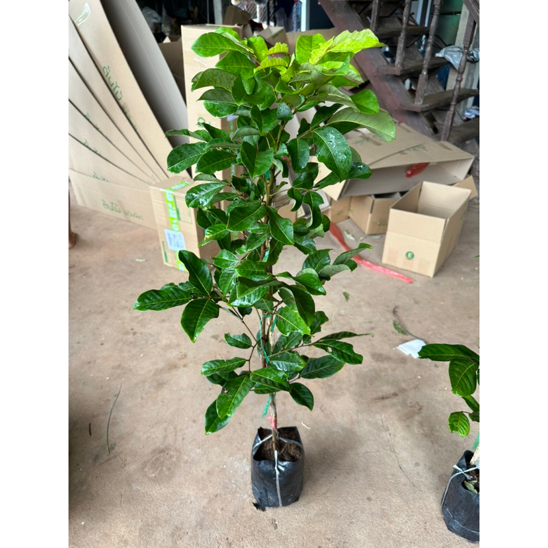 ต้นเงาะโรงเรียนนาสาร กิ่งทาบ ต้นเตี้ย ขนาดต้น 80-1เมตร 8-12เดือน ติดผล