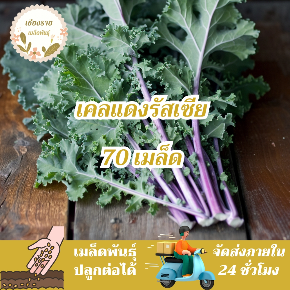 เมล็ดพันธุ์ เคลแดงรัสเซีย 70 เมล็ด Red Russian Kale Seed เมล็ดพันธุ์แท้ นำเข้าจากต่างประเทศ โตไว ปลูกง่าย พืชผัก