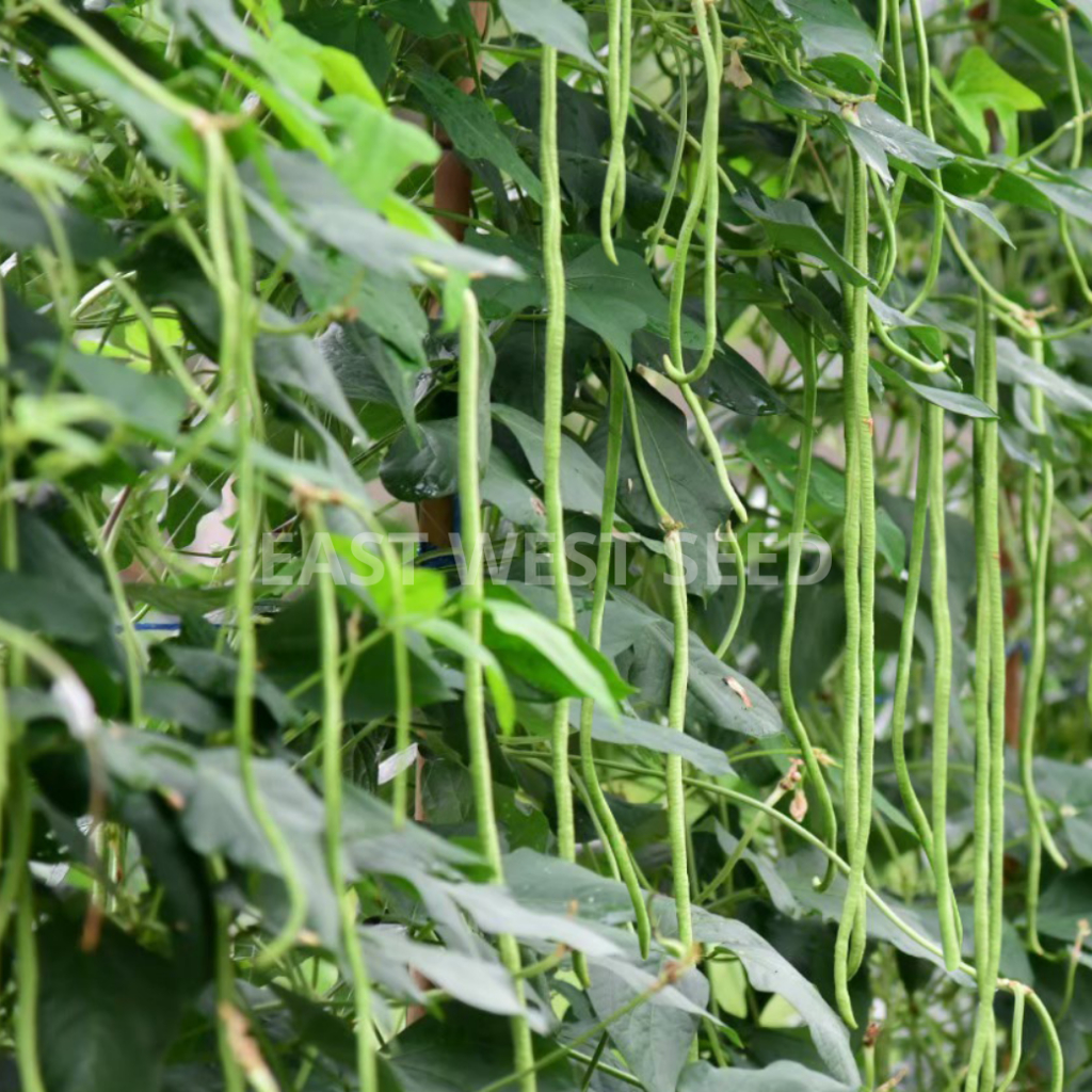 ศรแดง เมล็ดพันธุ์ถั่วฝักยาวลำน้ำชี2 (เมล็ดเคลือบ) (East-West Seed) เมล็ดพันธุ์ ผักสวนครัว ตราศรแดง - รูปที่ 2