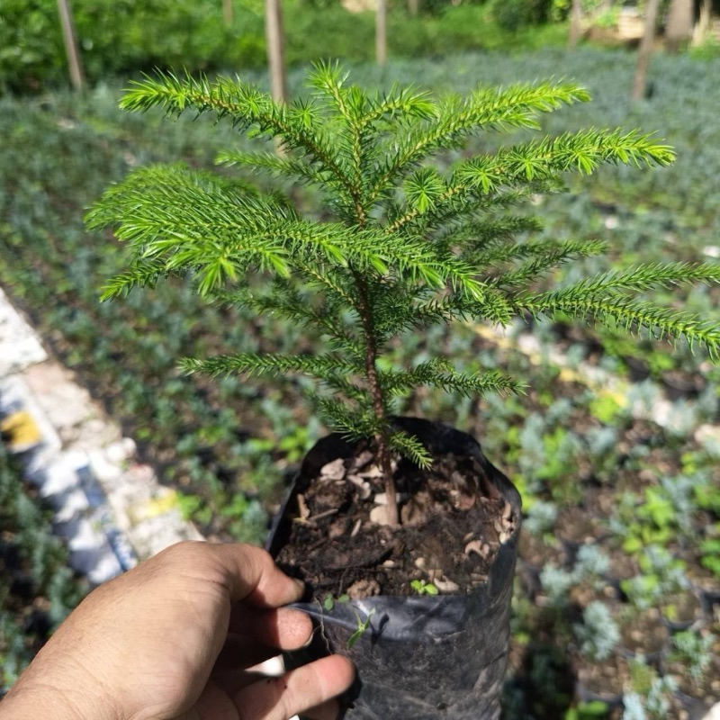 ต้นสนฉัตร สุดคุ้ม รากแน่น ถุงขนาด 4 นิ้ว สูง 20-25 ซม.