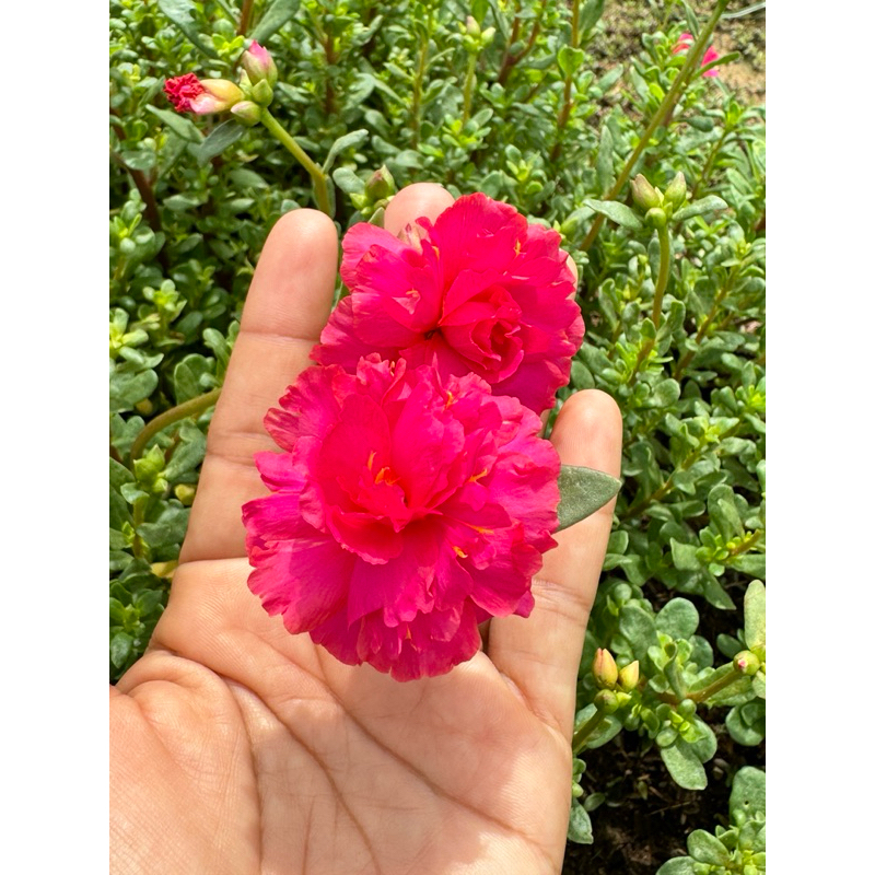 Lady rose คุณนายตื่นสายแบบดอกซ้อนสีเดียวในไทย