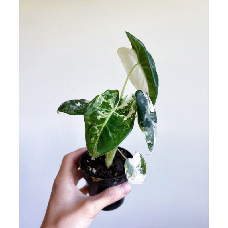Alocasia Frydek Highly Variegatedต้นลูกเกิดจากไข่เพาะชำลายด่างกระจายสวยไม้เเรร์ไอเทมน่าสะสม - รูปที่ 7
