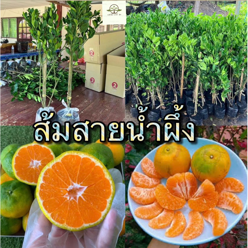 ต้น ส้มสายน้ำผึ้งแท้🍊  พันธุ์พื้นเมืองลูกดกพิเศษ เมือง ฝาง ขนาดแข็งแรงพร้อมลงดิน🔥❤️‍🔥🌸