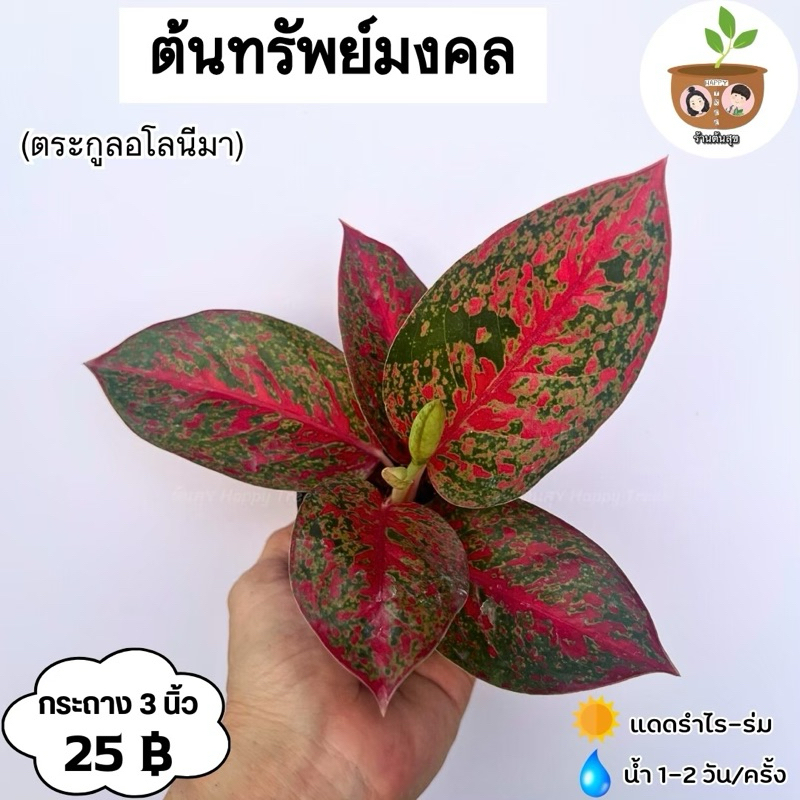 ต้นทรัพย์มงคล จัดส่งตั้งแต่ 2 ต้นขึ้นไป คละแบบได้