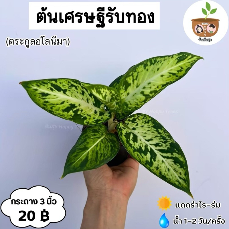 ต้นรับเงินรับทอง จัดส่ง 2 ต้นขึ้นไป คละแบบได้
