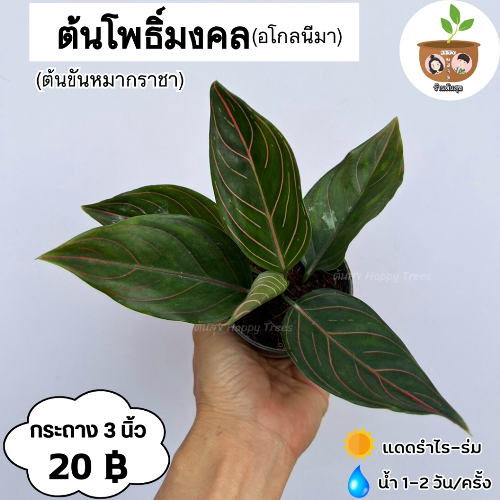 ต้นโพธิ์มงคล จัดส่ง 2 ต้นขึ้นไป คละแบบได้