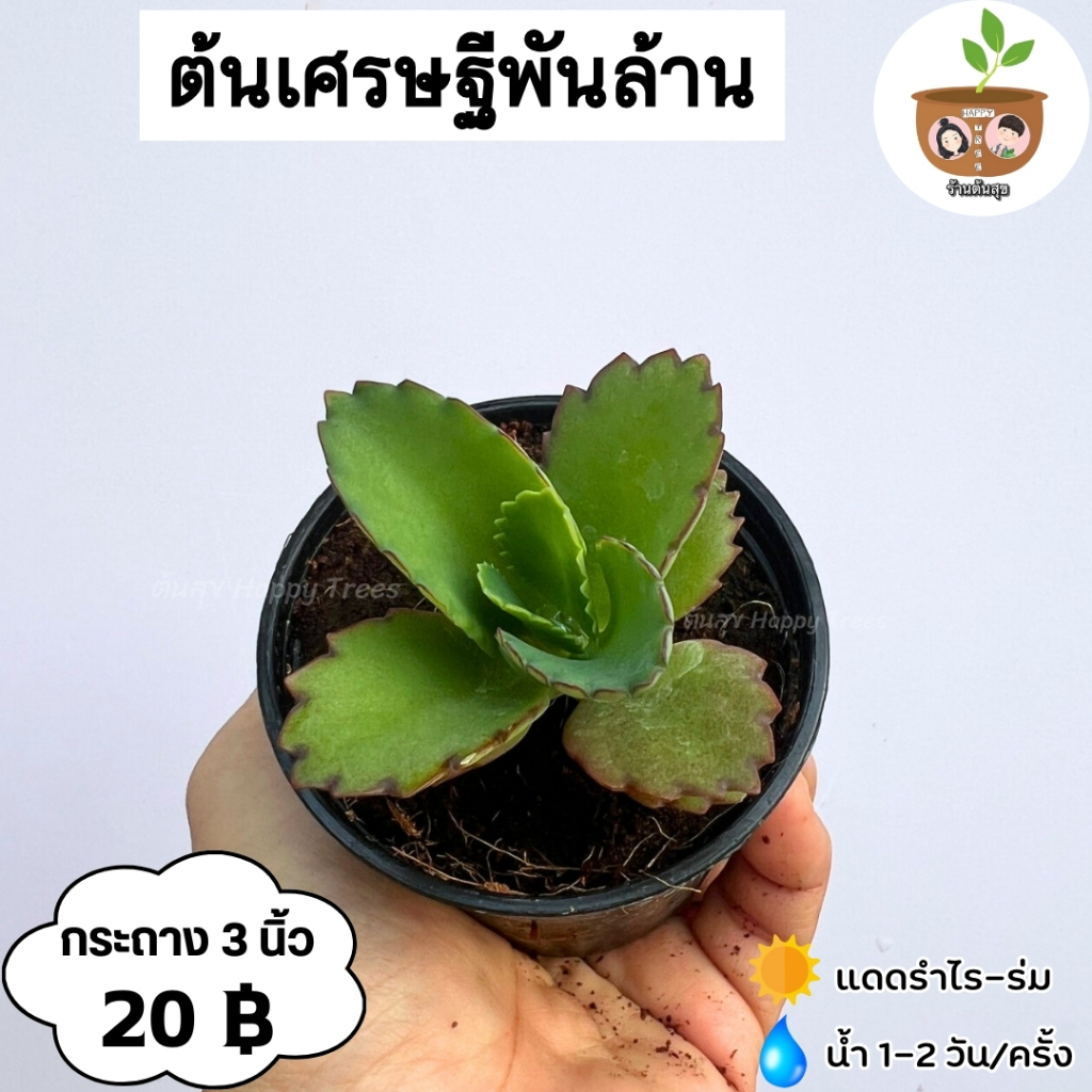 ต้นเศรษฐีพันล้าน จัดส่ง 2 ต้นขึ้นไป คละแบบได้