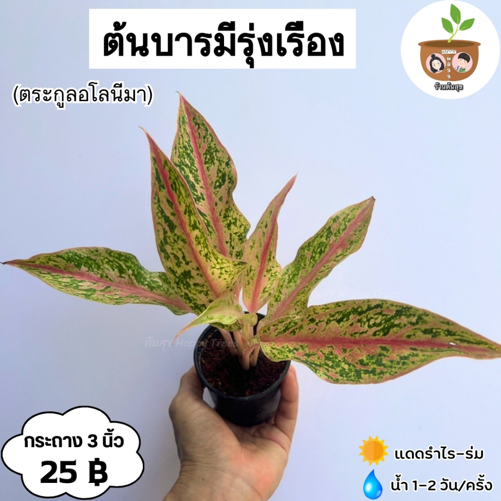 ต้นบารมีรุ่งเรือง จัดส่ง 2 ต้นขึ้นไป คละแบบได้