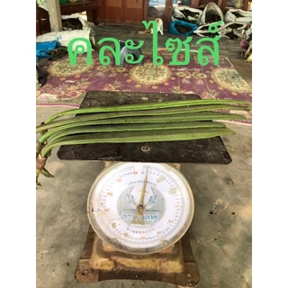 พิเศษ!!ฝักเพกา ฝักลิ้นฟ้า ฝักอีกา 1 kg. มีของพร้อมส่ง🔥สดๆจากสวนปลอดสาร 📌ราคาพิเศษ📌 รับประกันคุณภาพ✔️