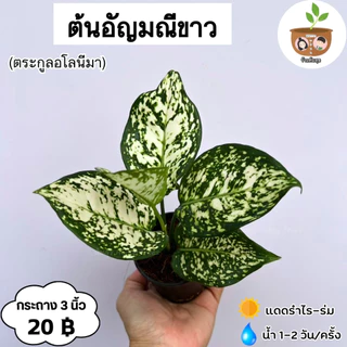 ต้นอัญมณีขาว จัดส่ง 2 ต้นขึ้นไป คละแบบได้