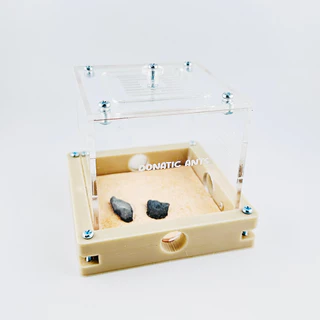 รังมดจิ๊กซอว์แนวนอน รังต่อขยายพื้นที่ - Donatic Ants