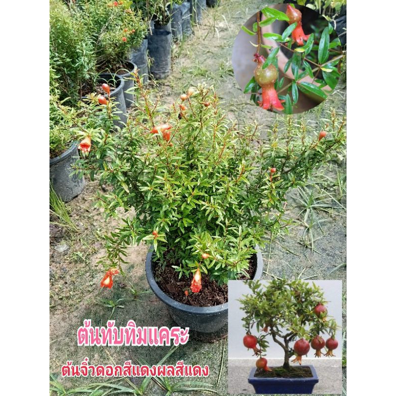 ต้นทับทิมแคระ ต้นจิ๋วผลสีแดง ไม้มงคล เสริมฮวงจุ้ย