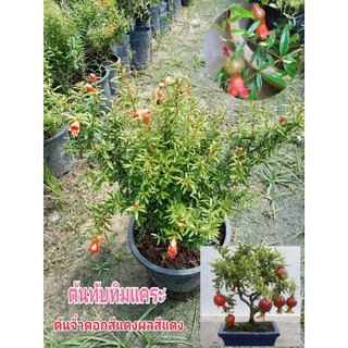 ต้นทับทิมแคระ ต้นจิ๋วผลสีแดง ไม้มงคล เสริมฮวงจุ้ย
