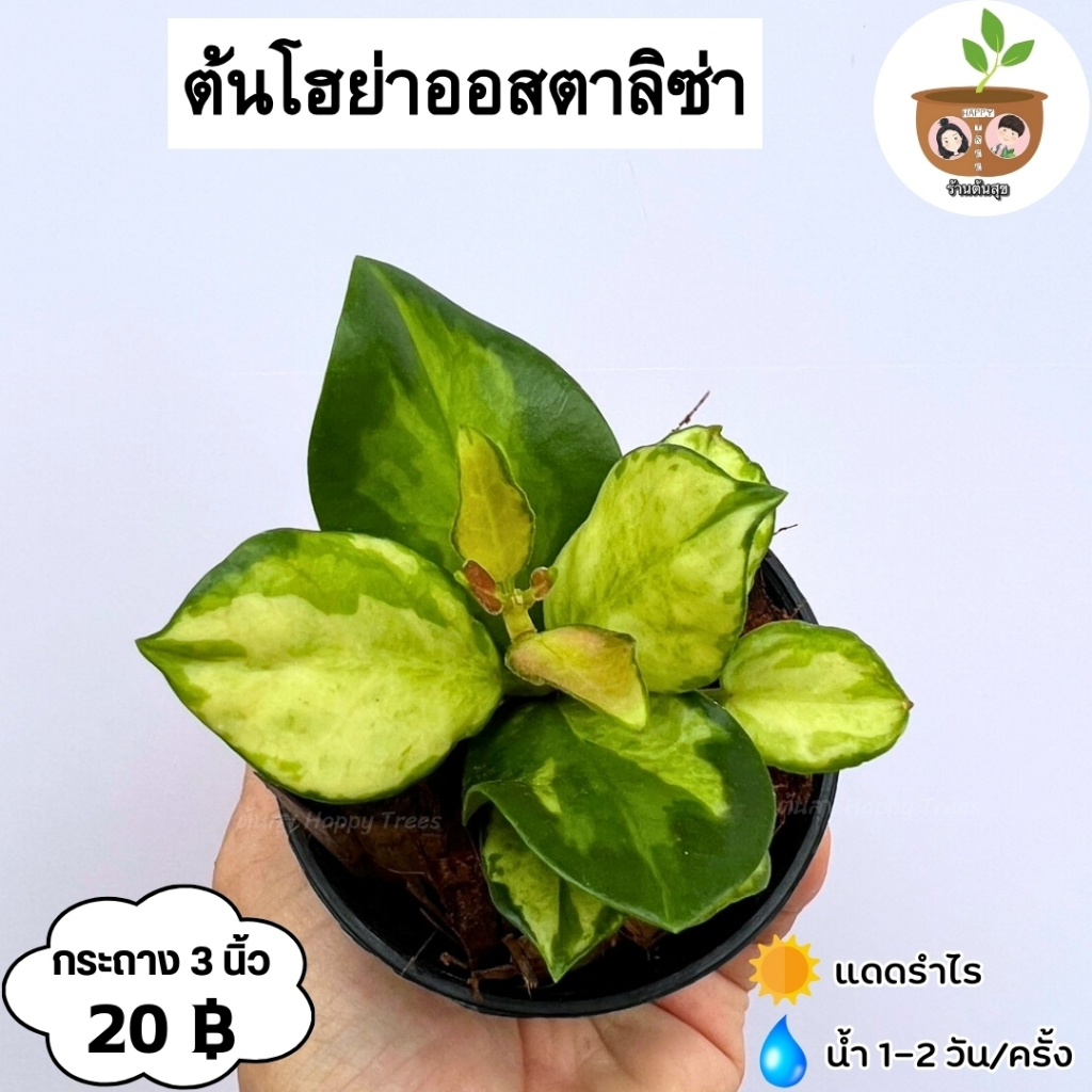ต้นเกลียวเงินเกลียวทอง หรือต้นโฮย่าเกลียวใจ จัดส่ง 2 ต้นขึ้นไป คละแบบได้
