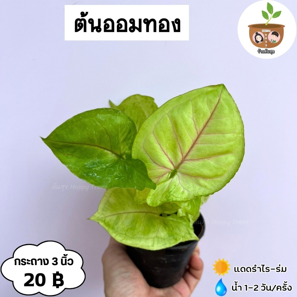 ต้นออมเงินเเคระ จัดส่ง 2 ต้นขึ้นไป คละแบบได้