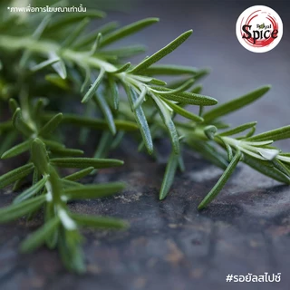 โรสแมรี่ (Rosemary) ขนาด 1 กิโลกรัม