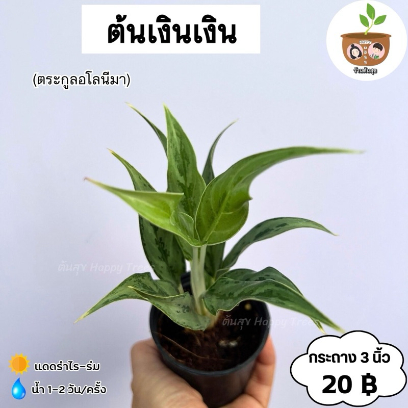 ต้นเงินเงิน จัดส่งตั้งแต่ 2 ต้นขึ้นไป คละแบบได้
