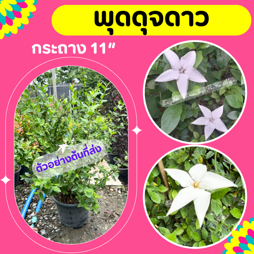 ต้นพุด #พุดดุจดาว กระถาง 11"