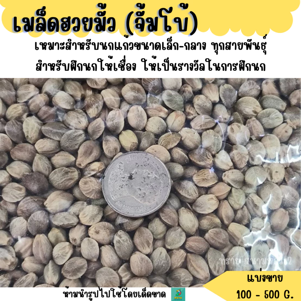 เมล็ดฮวยมั้ว ไซร้จัมโบ้ (แบ่งขาย 200-500 G.) เหมาะสำหรับเป็น รางวัลในการฝึกนก