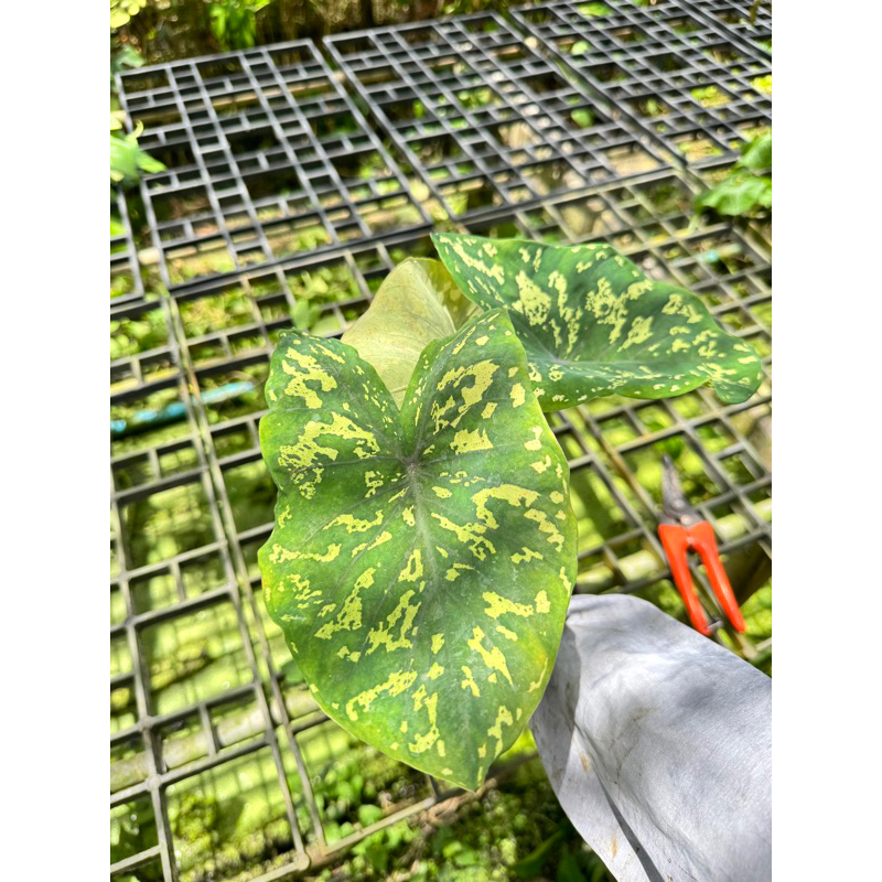 มุมมอง 3