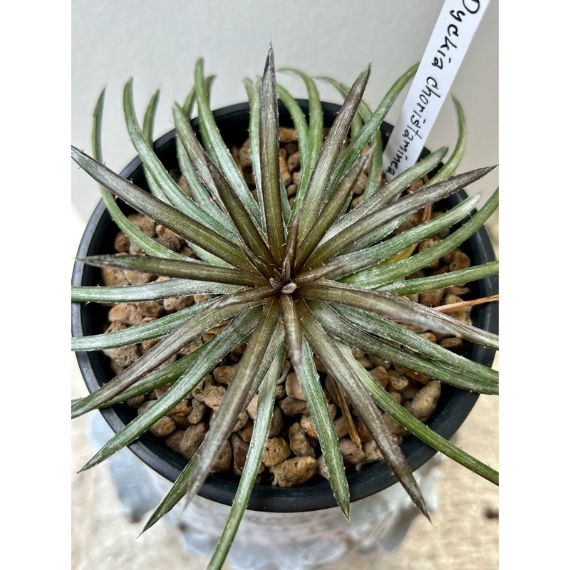 dyckia choristaminea var. rubra